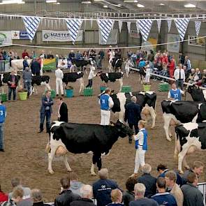Een van de rubrieken middenklasse koeien in de ring. Op de achtergrond wordt er bij de kalveren gestreden om het kampioenschap voorbrengen.