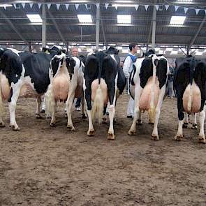 De productieklasse van koeien met meer dan 50.000 kilo melk.