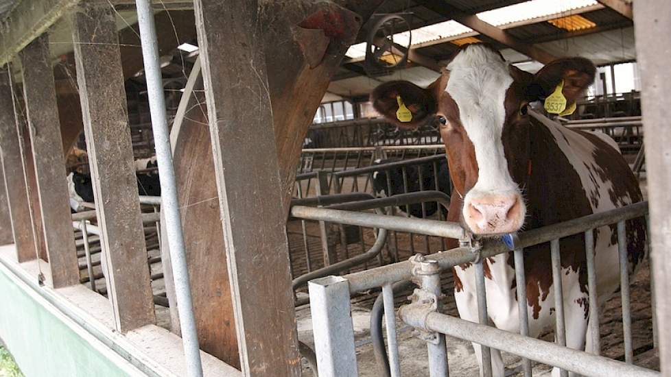 De droge koeien en het jongvee worden in de oude stal gehuisvest.