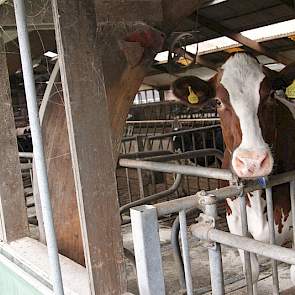 De droge koeien en het jongvee worden in de oude stal gehuisvest.