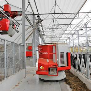 De koeien worden gevoerd met het automatisch voersysteem van Lely. Geenen heeft de indruk dat de Lely Vector voor veel meer rust aan het voerhek zorgt.