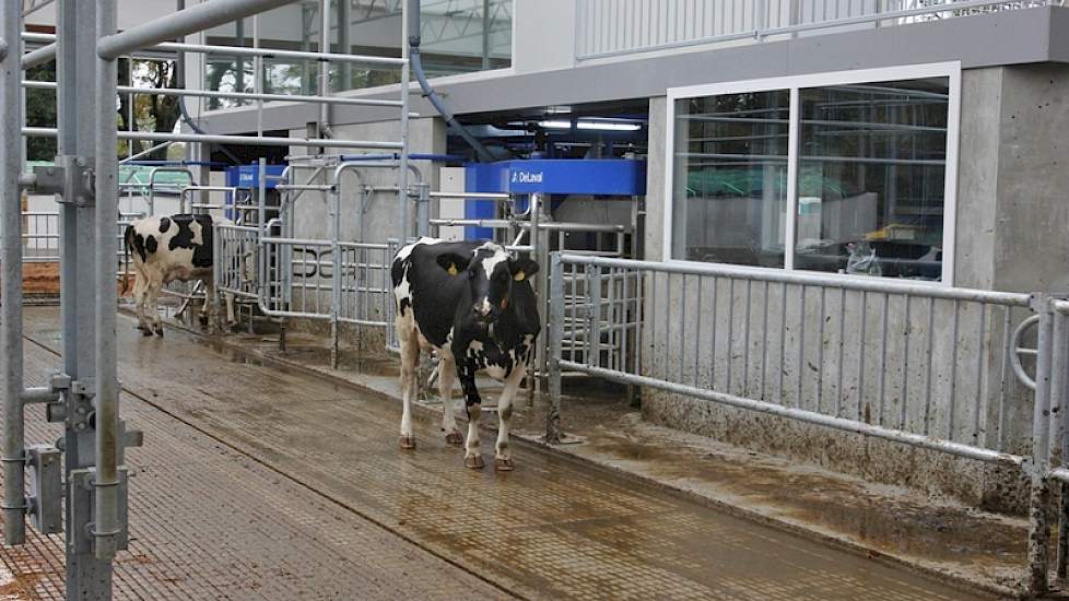 De twee DeLaval-melkrobots melken de 70 koeien. Geenen maakt van groei geen doel op zich, maar wil in de toekomst de twee robots wel 120 koeien laten melken.