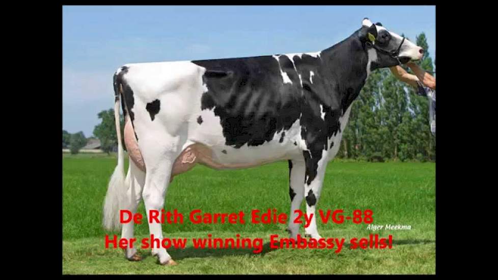 TULIP HOLSTEIN SALE 2014