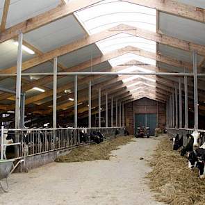 Het voerpad in de oude stal. Rechts van het voerpad zitten de droge koeien. Zowel het dak van de oude als de nieuwe stal is volledig geïsoleerd. Een brede lichtkoepel zorgt voor veel licht in de stal.