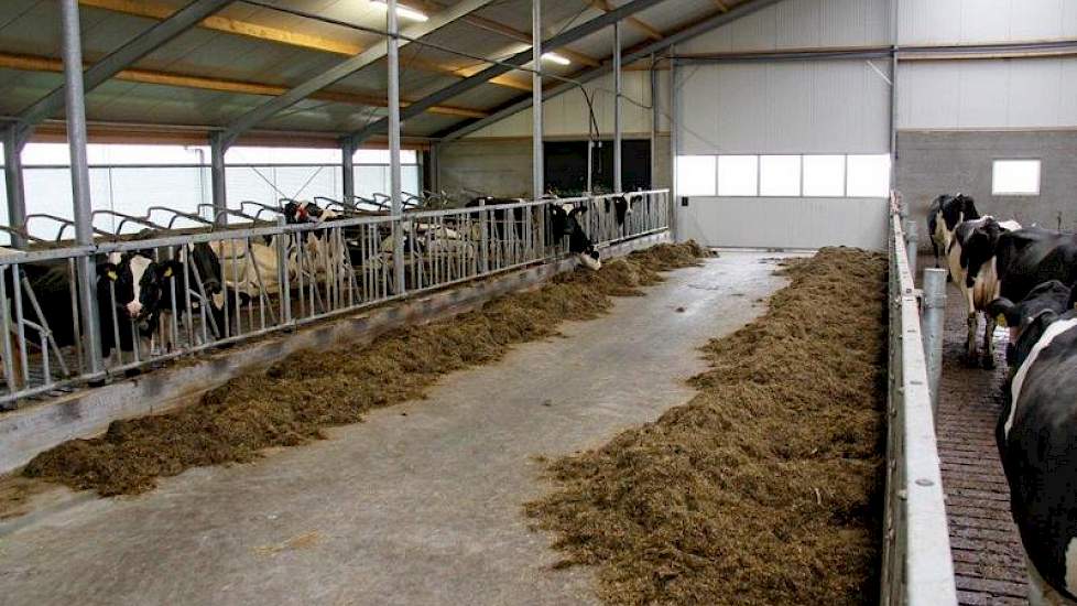 De voergang in de nieuwe stal. Links van het voerpad achterin de stal bevinden zich nu nog een aantal pinken. De bedoeling is dat in de toekomst ook deze kant volledig benut wordt door de melkkoeien.