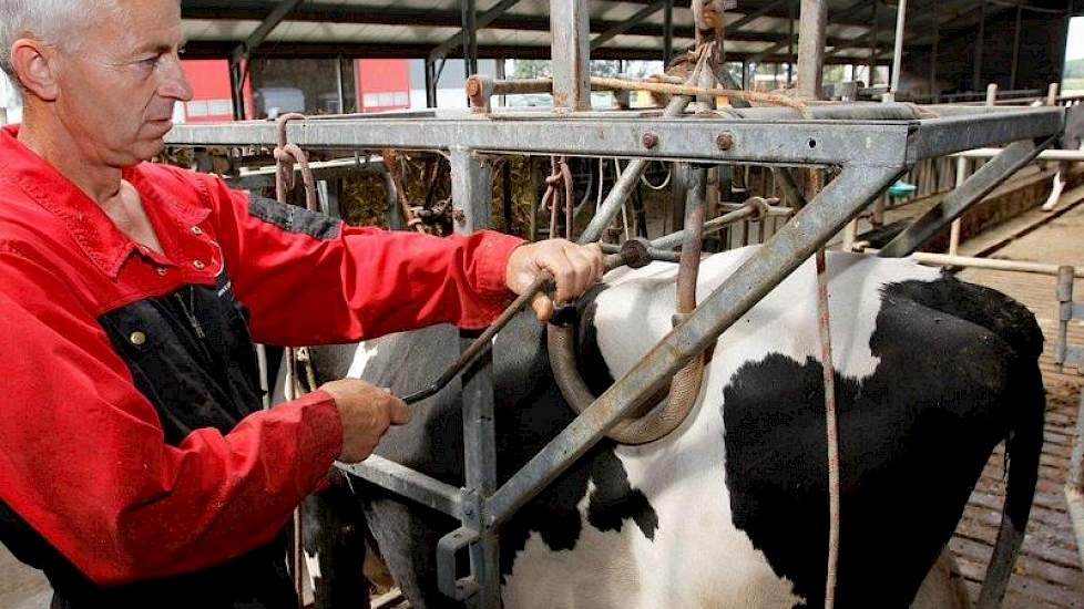 Zijn koeien wilden niet goed op hun voorpoten staan, vielen voorover en kwamen zelfs klem te liggen in de klauwbekapbox. Melkveehouder Wim van den Bosch uit Zeewolde maakte het regelmatig mee dat koeien met klauwaandoeningen niet bleven staan tijdens het