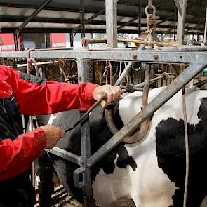 Zijn koeien wilden niet goed op hun voorpoten staan, vielen voorover en kwamen zelfs klem te liggen in de klauwbekapbox. Melkveehouder Wim van den Bosch uit Zeewolde maakte het regelmatig mee dat koeien met klauwaandoeningen niet bleven staan tijdens het