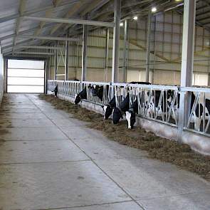 In plaats van de voergang te storten koos  Westerlaken voor Stelcon-platen. Hiermee kon hij op bouwkosten besparen. Wel wil de veehouder in de toekomst de voergang alsnog met beton storten.