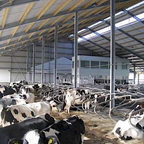 Als boxbedekking werd er gekozen voor waterbedden in combinatie met een kniemat van rubber voor in de box. Zo komen de koeien voor niet op de beton terecht als ze gaan liggen. Diepstrooisel was voor Westerlaken geen optie. Niet hygiënisch, te bewerkelijk