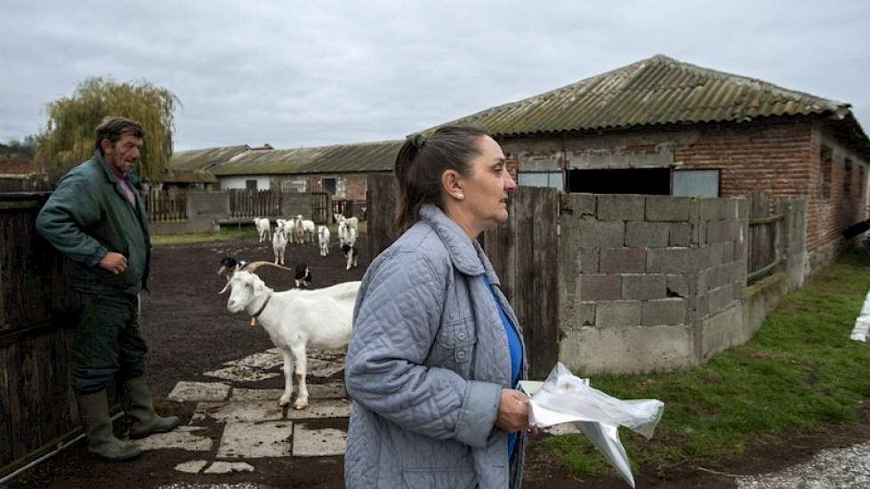 Ivanova melkt 260 geiten en verwerkt dat voor het grootste deel tot kaas.