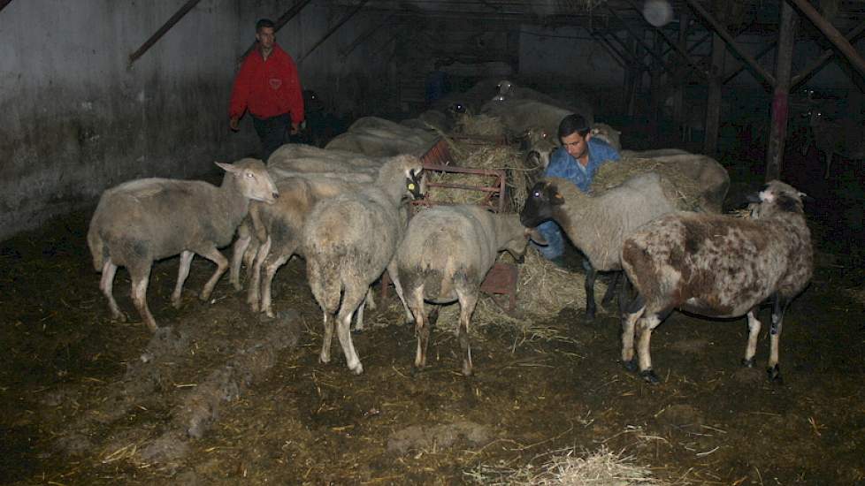Ook de schapen staan in een oude donkere en muffe stal.