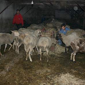 Ook de schapen staan in een oude donkere en muffe stal.