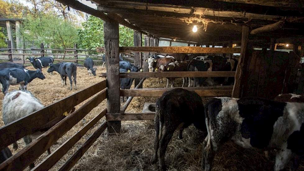 Op het melkveebedrijf van Daniela Tsvyatkova is de situatie beter, ondanks dat een deel van de koeien in een wat sompig perceel staan naast de stal.