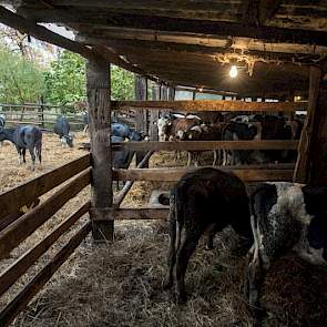 Op het melkveebedrijf van Daniela Tsvyatkova is de situatie beter, ondanks dat een deel van de koeien in een wat sompig perceel staan naast de stal.