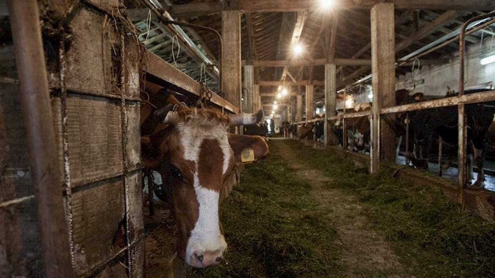 Dat geldt ook voor de huisvesting van de 70 melkkoeien. Die staan op de grup. De gemiddelde melkproductie  ligt tussen de 2000 en 2500 kg per koe per jaar. De beste koeien geven 5000 kg.