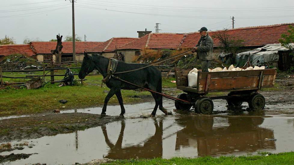 Mechanisatie ontbreekt op dit bedrijf. Alles gaat met paard en wagen.