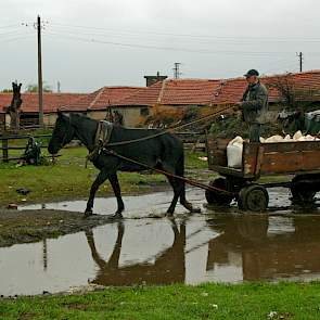 Mechanisatie ontbreekt op dit bedrijf. Alles gaat met paard en wagen.