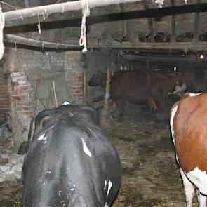 Op het platteland van Bulgarije heerst armoede. Gebrek aan geld resulteert in een bijna desolate staat van huisvesting van de dieren, zoals op dit schapen en melkveebedrijf van veehouder Kroushkova.