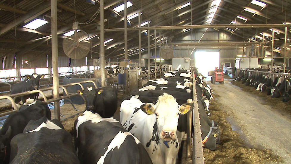 Video: Veehouder Iwema bespreekt dilemma’s