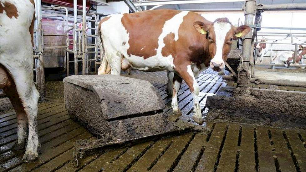 In de oude situatie moest de mestrobot altijd over de voergang naar de andere kant. Dit wilden ze graag anders. Daarom investeerden ze in een extra mestrobot. Op de foto de oude mestrobot van Delaval.