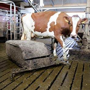 In de oude situatie moest de mestrobot altijd over de voergang naar de andere kant. Dit wilden ze graag anders. Daarom investeerden ze in een extra mestrobot. Op de foto de oude mestrobot van Delaval.