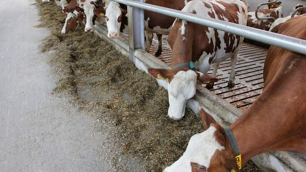 Omdat het bedrijf in glooiend terrein ligt, is de voergang 40 centimeter hoger dan de roostervloer in verband met een goede afwatering. Volgens van Roekel nemen de koeien meer voer op.
