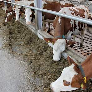 Omdat het bedrijf in glooiend terrein ligt, is de voergang 40 centimeter hoger dan de roostervloer in verband met een goede afwatering. Volgens van Roekel nemen de koeien meer voer op.