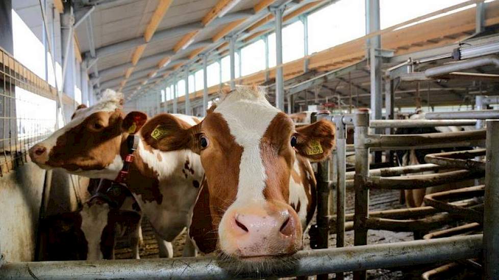 Familie Tijert nodigt belangstellenden uit op de open dag die gehouden wordt op a.s. vrijdag 27 maart tussen 10:00 en 16:00. Het adres is: Noordijkerveldweg 12 in Neede.