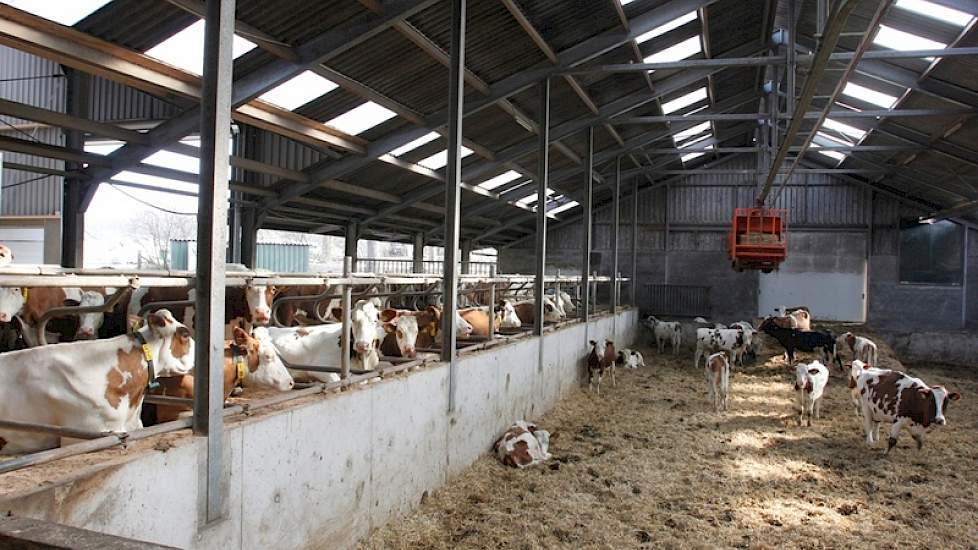 In totaal kan Van Roekel 240 melkkoeien houden. Veel ruimte voor de huisvesting van jongvee is er niet. Het jongste jongvee zit nu tijdelijk in een groot strohok die bedoeld is als afkalfbox en voor de koeien die net afgekalft hebben. De melkveehouder ove