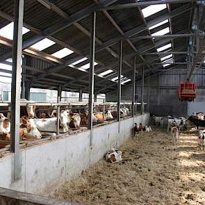 In totaal kan Van Roekel 240 melkkoeien houden. Veel ruimte voor de huisvesting van jongvee is er niet. Het jongste jongvee zit nu tijdelijk in een groot strohok die bedoeld is als afkalfbox en voor de koeien die net afgekalft hebben. De melkveehouder ove