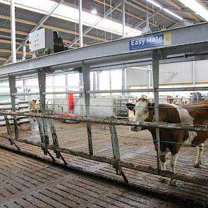 De nieuwbouw beschikt over 60 ligboxen en een aparte wachtruimte voor het melken. Hier worden de dieren opgedreven door een robuust 12 meter breed opdrijfhek van Van Dinther. De roosters worden schoongehouden door een mestrobot van Lely. Een mestschuif wa