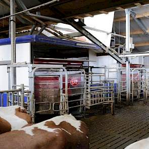 Familie Tijert molk ruim 3 jaar met Delaval melkrobots. Bij de nieuwbouw kozen ze echter voor 3 nieuwe A4’s van Lely. 'Om onverklaarbare reden wilden de koeien slecht lopen op de robots van Delaval. Wij begrijpen het niet hoe dit kan omdat veel andere vee