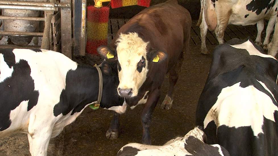 Doormelken koeien en stier in de groep - Melkvee.nl