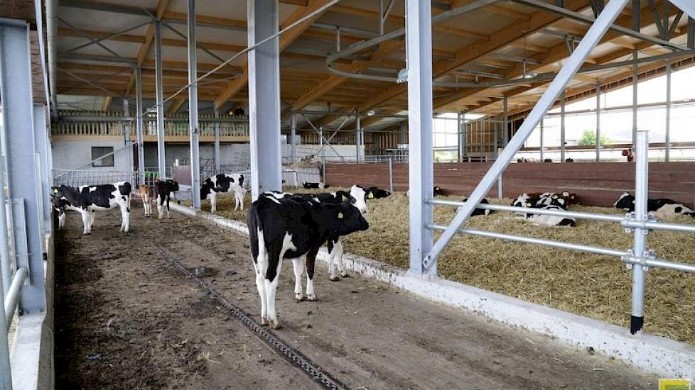 De stal is niet onderkelderd. De mest wordt met een schuif over de dichte vloer geschoven en komt achterin de stal in een afstortput terecht.