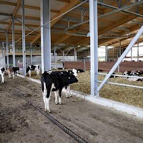 De stal is niet onderkelderd. De mest wordt met een schuif over de dichte vloer geschoven en komt achterin de stal in een afstortput terecht.