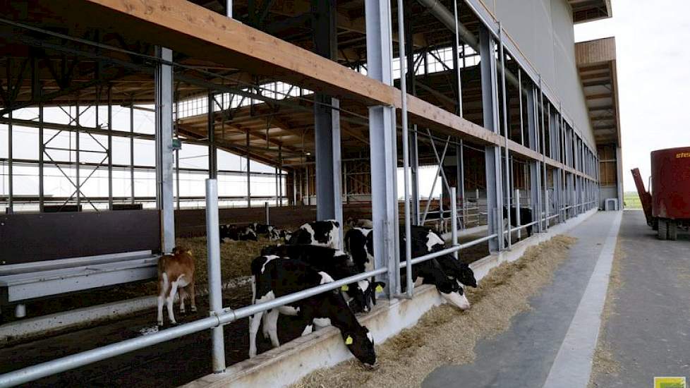 Bij de Weidestal ligt de focus op maximale weidegang, op het sluiten van kringlopen, op energie- en waterneutraal en antibioticavrij. Er lopen twee koppels koeien: één koppel van 29 Red Holsteins en één van 41 zwartbonte melk- en kalfkoeien. Ook het jongv