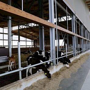 Bij de Weidestal ligt de focus op maximale weidegang, op het sluiten van kringlopen, op energie- en waterneutraal en antibioticavrij. Er lopen twee koppels koeien: één koppel van 29 Red Holsteins en één van 41 zwartbonte melk- en kalfkoeien. Ook het jongv