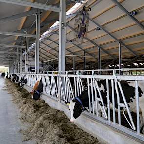 De stal is in de breedte uitgebreid zodat er nu ruimte is voor 60 stuks melkvee. Er is een extra voerpad aan de buitenkant van de stal gekomen.