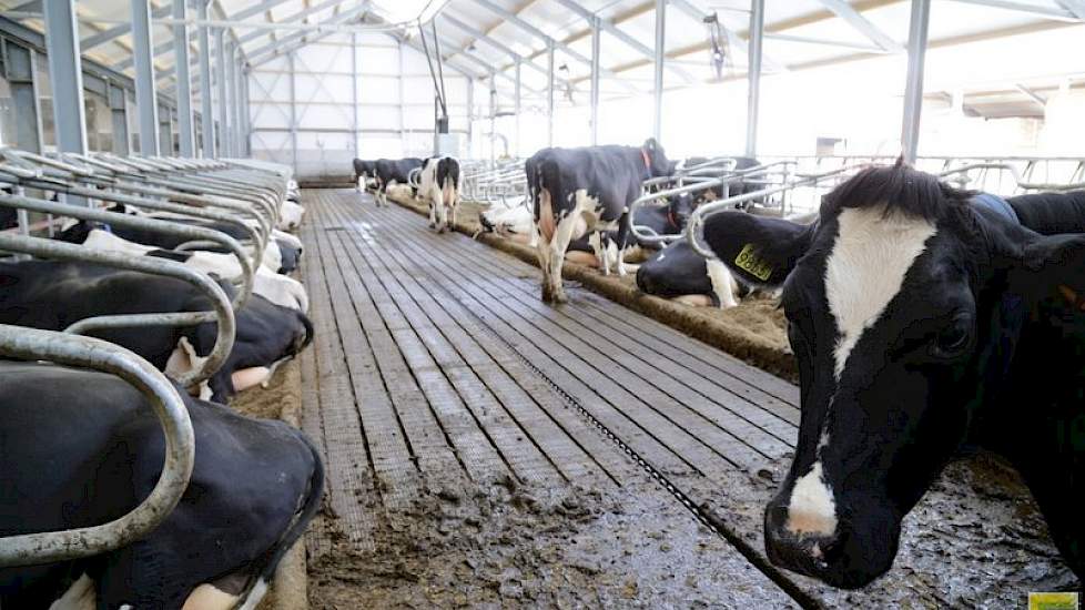 In het nieuwe deel van de Flevostal is gekozen voor een emissiearme G6 vloer van Swaans beton. De diepstrooiselboxen worden gevuld met biobedding. In het oude deel van de Flevostal lopen de koeien op roosters en zijn de boxdekken voorzien van koematrassen