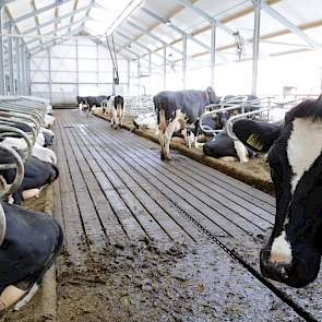 In het nieuwe deel van de Flevostal is gekozen voor een emissiearme G6 vloer van Swaans beton. De diepstrooiselboxen worden gevuld met biobedding. In het oude deel van de Flevostal lopen de koeien op roosters en zijn de boxdekken voorzien van koematrassen