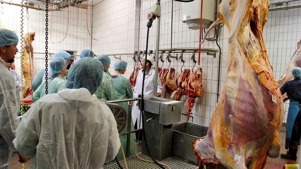 Verderop laat keuringsdierenarts Jan Staal zien hoe de koeienkoppen bij de wangen worden ingesneden om te checken op lintwormcysten. Deze zogenoemde ‘vinnen’ worden volgens Wildeboer echter zelden gevonden.
