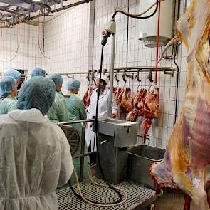Verderop laat keuringsdierenarts Jan Staal zien hoe de koeienkoppen bij de wangen worden ingesneden om te checken op lintwormcysten. Deze zogenoemde ‘vinnen’ worden volgens Wildeboer echter zelden gevonden.