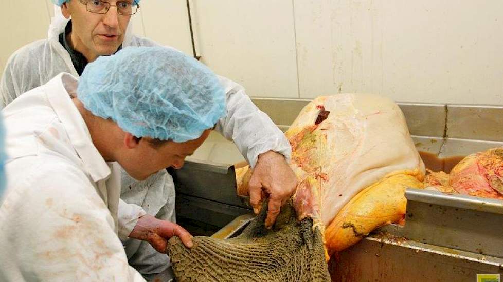 Even routineus fileert Wildeboer even later de netmaag. In de honingraatachtige structuur worden scherpe steentjes afgevangen, maar ook bijvoorbeeld stukjes ijzerdraad, soms afkomstig van autobanden op de kuil. „Zeker 60 procent van de koeien heeft scherp