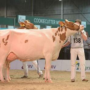 Het kampioenschap was er voor Jipsing Bontje 40 (Lucrative x Fabian) van andermaal de familie Engelen uit Grashoek.