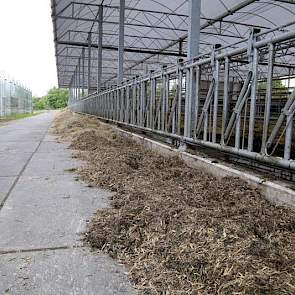 De zijkanten van de stal zijn open. Aan de andere zijde kan een gordijn dicht, maar dat wil van Telgen zo min mogelijk gebruiken. De veehouder legt uit dat alle leidingen goed geïsoleerd zijn en het daarom – zelfs met vorst – naar verwachting niet nodig i