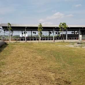 De stallen zijn aan alle zijden open en om iedere 10 meter hangt een ventilator. De temperatuur kan ’s zomers oplopen tot boven de veertig graden en het koelt ’s nachts niet verder af dan een graad of 30.