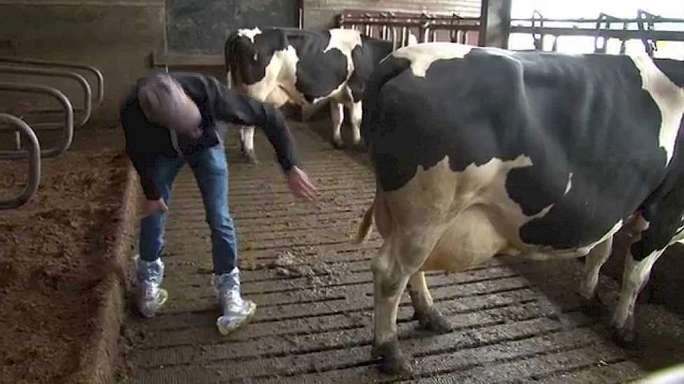 Eerste keuring Nederlands Fleckvieh op Fleckviehbasis - Melkvee.nl