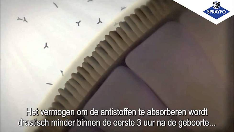 Antistoffen Passieve immuniteit darmwand