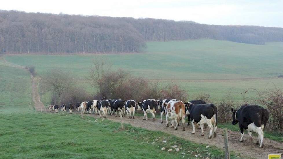 Volgens Aldert komt het goed uit dat de 50 melkkoeien nog zo lang buiten kunnen lopen, want ze hebben dit jaar bijna geen tweede snede hooi kunnen winnen. Lozeman kan in een goed jaar twee flinke sneden hooi winnen. Door de droogte is de grasopbrengst van