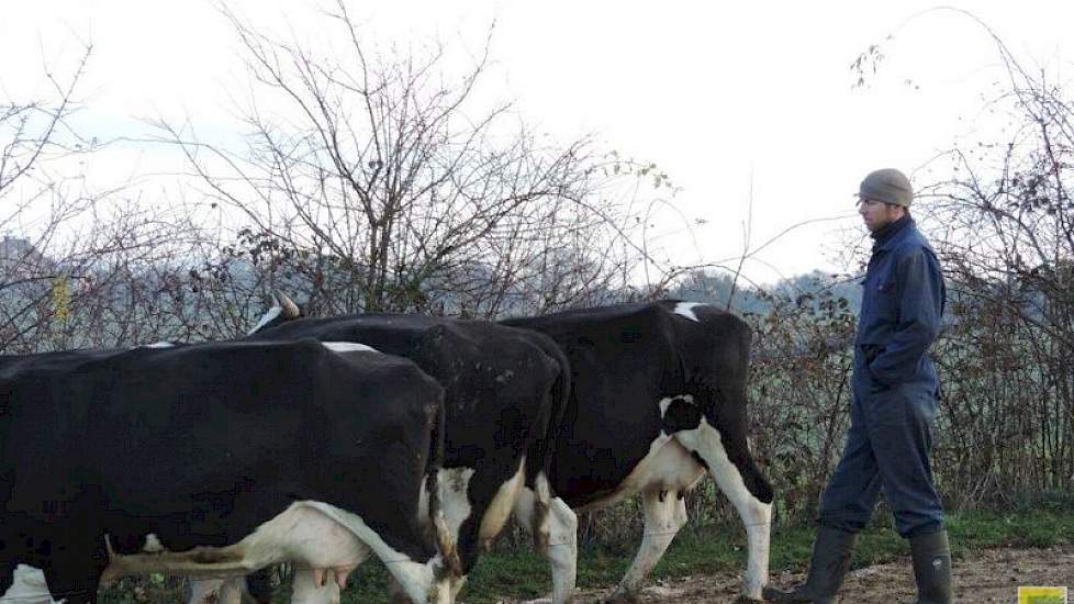 De koeien zijn hoofdzakelijk Fries-Hollands. Oorspronkelijk liepen er Montbeliardes, maar het karakter van deze dieren beviel hun niet. „Dit komt waarschijnlijk door de vorige eigenaar”, legt Aldert uit. „Boeren uit de omgeving met Montbeliardes hebben ge